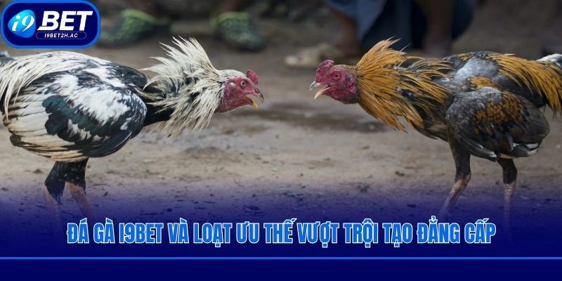 Đá gà i9bet và loạt ưu thế vượt trội tạo đẳng cấp